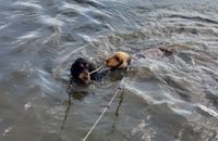 damit ich die Mädels nicht in Hamburg aus der Elbe fischen muss bleiben sie an der Leine