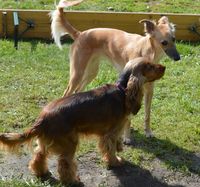 Annabell und das Windhundm&auml;dchen Sisu