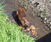 f&uuml;r mein gl&uuml;ckliches Modderschweinchen k&ouml;nnte es deutlich mehr Wasser sein