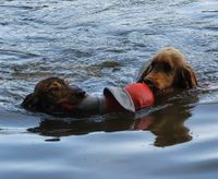 Fidibus und Annabell beim Synchronentchenretten