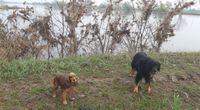 frisch gebadet soll Annabell nun auch noch still stehen