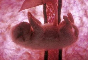 (Quelle: https://www.nationalgeographic.de/) (Quelle: https://www.nationalgeographic.de/)