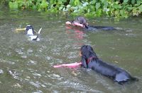 3 Wassernixen