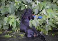 Fabrice versucht heute ihre St&ouml;ckchen im Ufergestr&uuml;pp zu verstecken