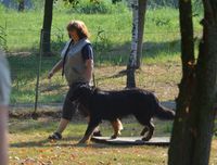 Oskar entspannt unterwegs