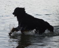 Oskar versucht &uuml;bers Wasser zu laufen