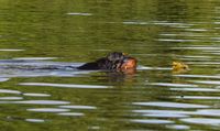 Fabrice auf Gummihundejagd