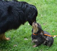 Leprell hat seine Dackelfreundin Cora vom letzten Jahr wieder