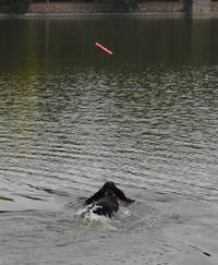 wenn man los schwimmt bevor Frauchen wirft