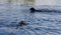 Annabell schwimmt mit ihren 4 Monaten als h&auml;tte sie nie was anderes gemacht