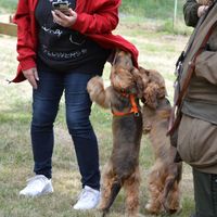 die verfressenen Teufelskinder versuchen Leckerlies zu klauen