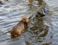 was schwimmt denn da