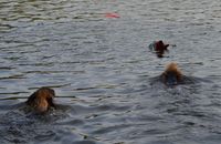 Annabell und Fidibus beim wettschwimmen