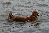 und zack klaut einem ein fremder Hund das St&ouml;ckchen