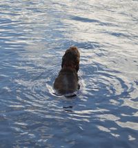 Annabell beim pullern in den Schlo&szlig;teich erwischt