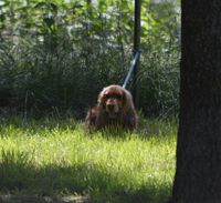 Annabell liegt 5 Minuten brav am Zaun