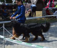 genau auf der Ecke stand ein nicht so netter Rottweiler