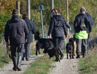 Wechseln der Position der Hunde beim laufen