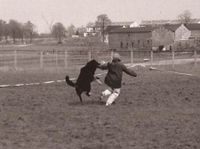 Quax bei der langen Flucht