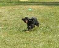 Joey kommt mit fliegenden Ohren Joey kommt mit fliegenden Ohren